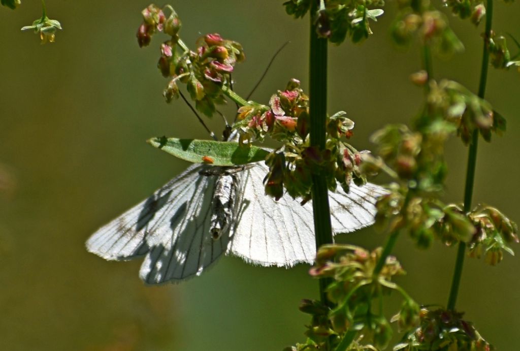Siona lineata - Geometridae